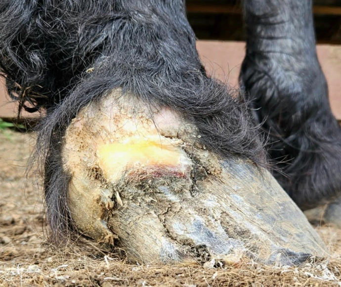 Before and after horse trim images
