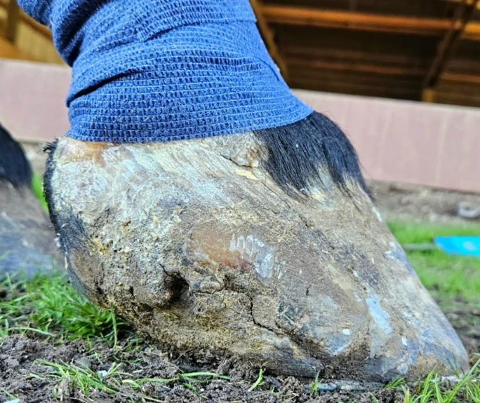 Before and after horse trim images