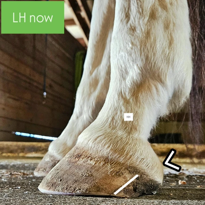 Before and after horse trim images