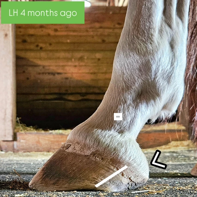 Before and after horse trim images