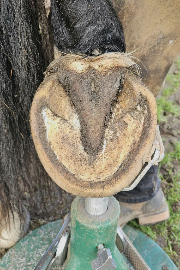 Before and after horse trim images